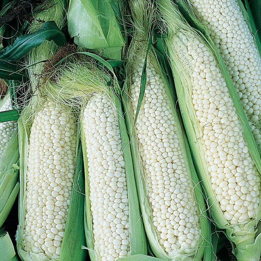 25 Ct Country Gentleman White Corn Sweet Garden Heirloom Vegetable Seeds | www.seedsplantworld.com