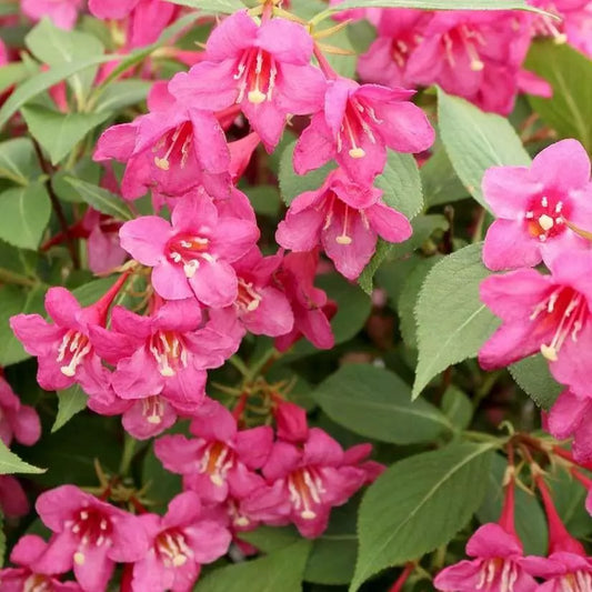 Pink Weigela Live Plant 4" Pot