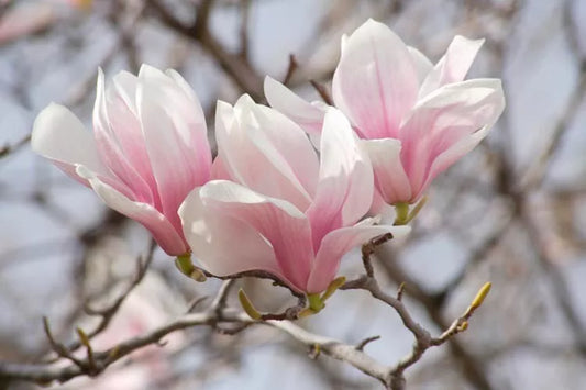 Saucer Magnolia Soulangeana Live Plant 12-18" 1 Gallon Pot