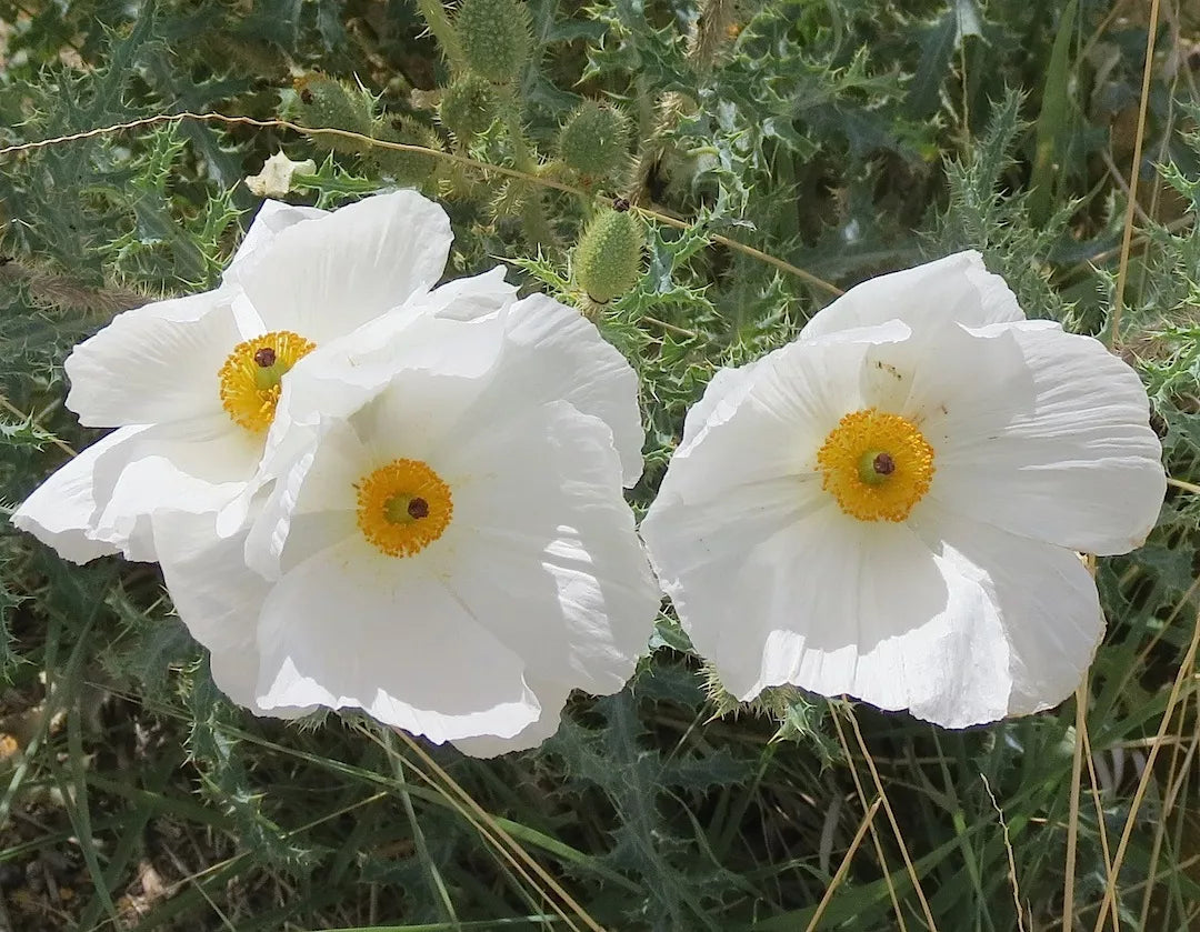 70 Poppy Prickly Carolina Desert Flower Seeds | www.seedsplantworld.com