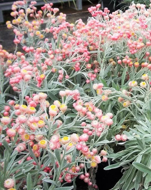 100 Apricot & Peach Strawflower Mix Coral Paper Daisy Helichrysum Flower Seeds | www.seedsplantworld.com