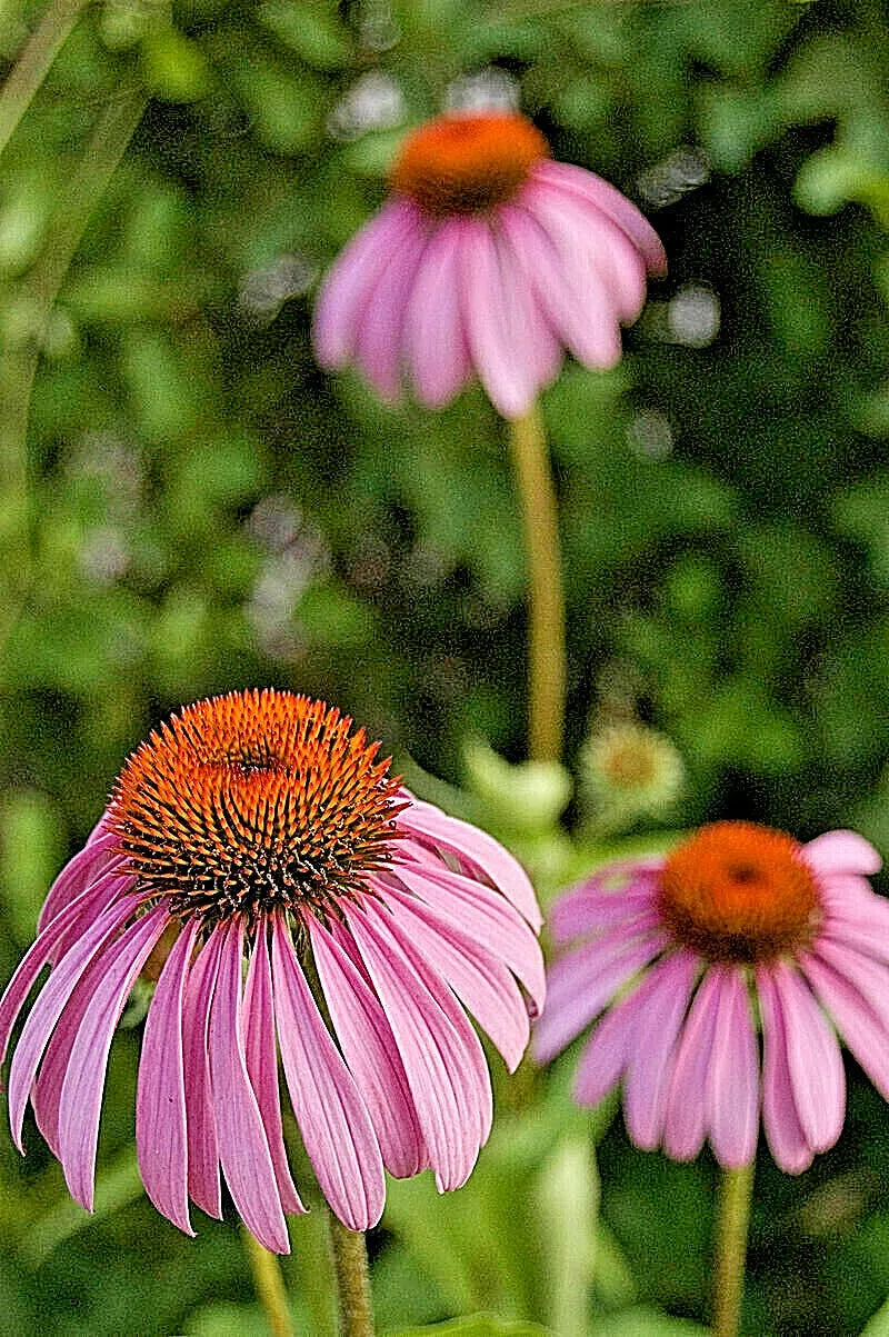 Purple Echinacea 100 Seeds