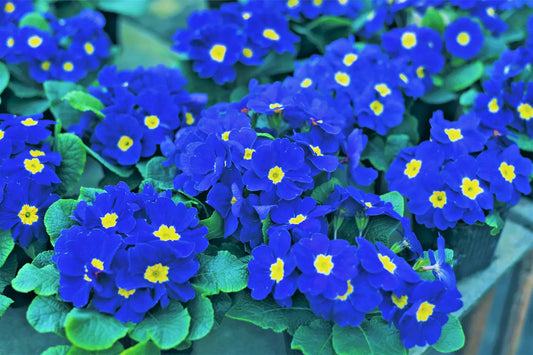 15 Accord Blue English Primrose Primula Vulgaris Shade Houseplant Flower Seeds | www.seedsplantworld.com