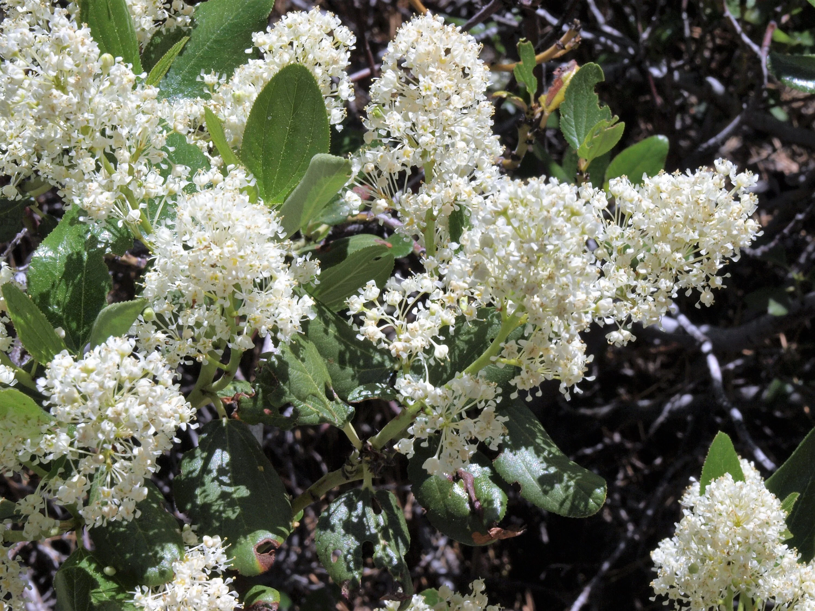 20 White Snowbrush Ceanothus Velutinus Mountain Balm Buckbrush Flower Shrub Seeds | www.seedsplantworld.com
