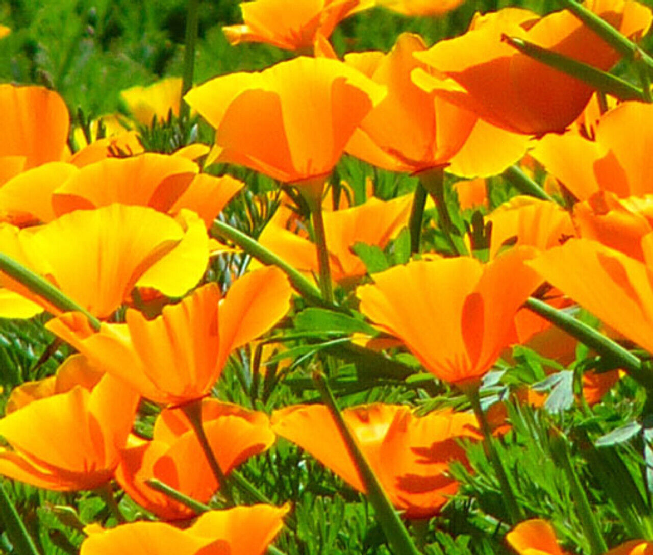 250+ Orange California Poppy Garden Eschscholzia Flower Seeds | www.seedsplantworld.com