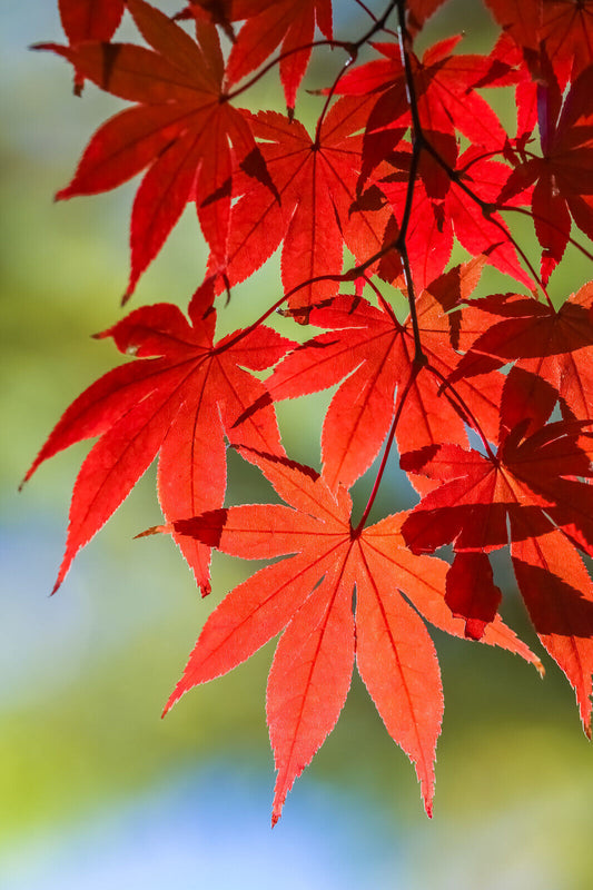 10 Red Japanese Maple Tree Bloodgood Ornamental Acer Palmatum Seeds | www.seedsplantworld.com