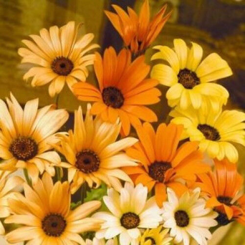 195 Daisy African Likes Sun And Heat Orange And Yellow Flower Seeds | www.seedsplantworld.com