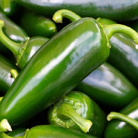 100 Tam Jalapeno Pepper NON-GMO Heirloom Fruit Seeds | www.seedsplantworld.com