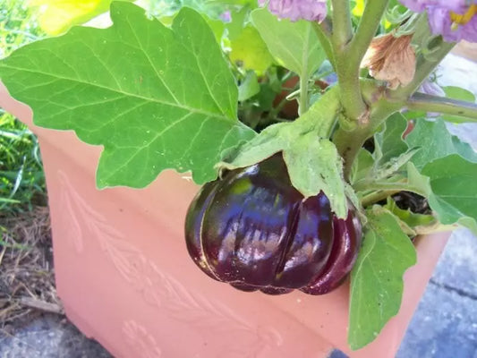 25 Ruffled Red Eggplant Pumpkin On A Stick Edible & Ornamental Solanum Melongena | www.seedsplantworld.com