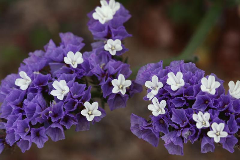 50 Purple Statice / Sea Lavender Limonium Sinuatum Flower Seeds | www.seedsplantworld.com