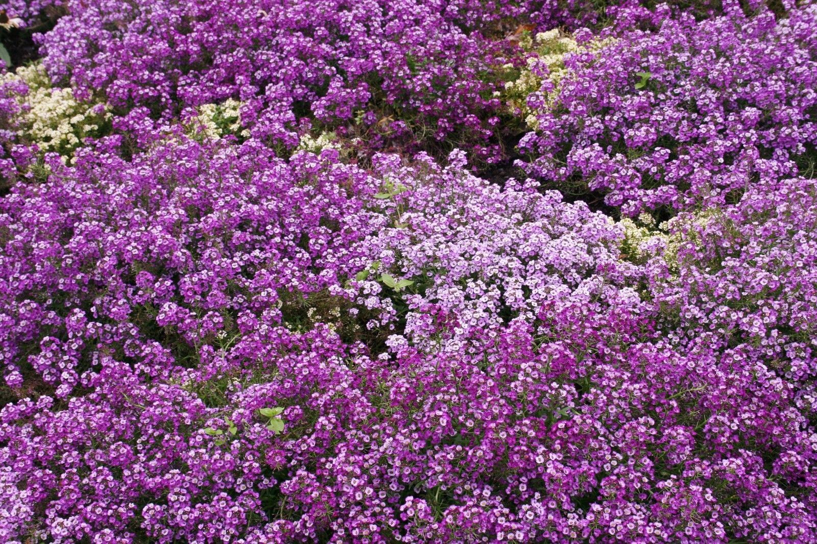 675 Alyssum Royal Carpet Purple Annual Flower Seeds | www.seedsplantworld.com