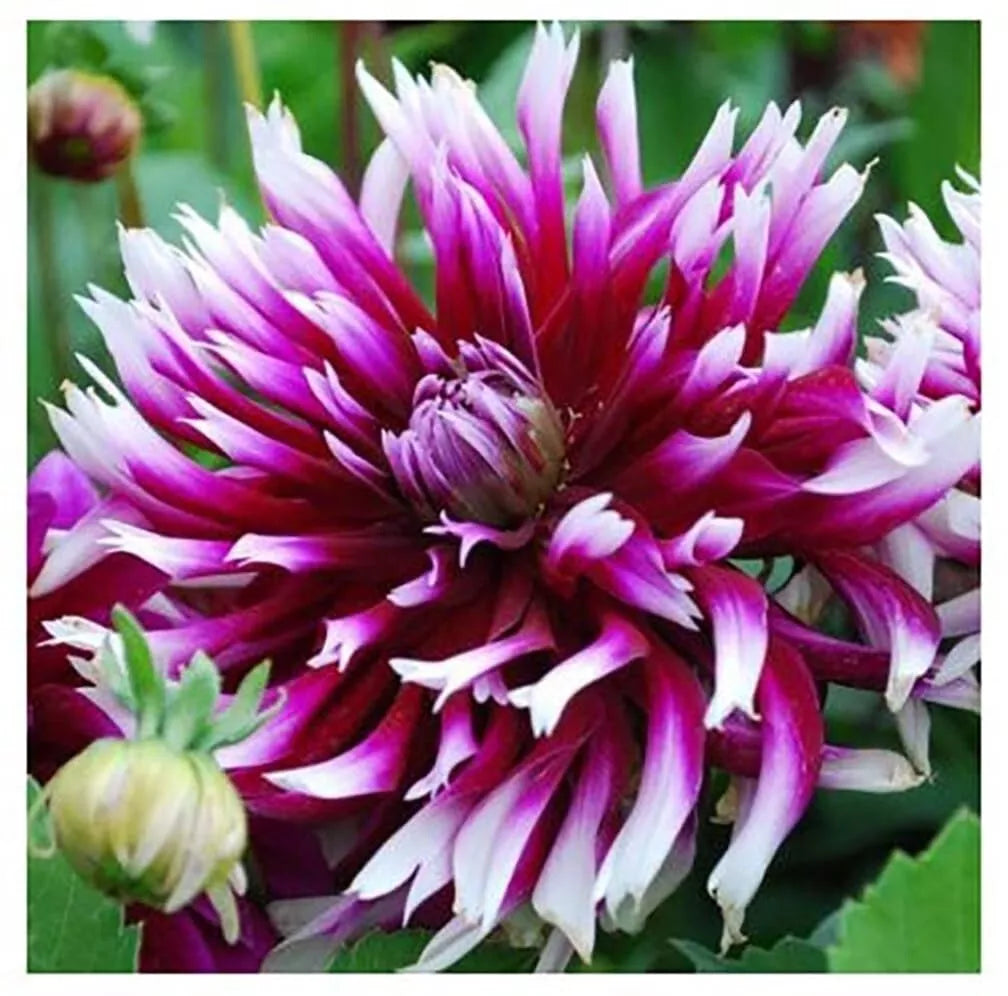 1 Alauna Clair Obscur Cactus Dahlia Bulb Tuber Clump Stunning Variety Bulbs Plant