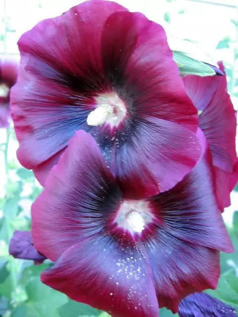 25 Burgundy Red Hollyhock Alcea Rosea Flower Seeds | www.seedsplantworld.com