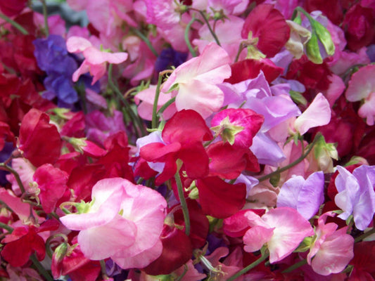 33 Sweet Pea Royal Mix Fragrant Flower Seeds | www.seedsplantworld.com