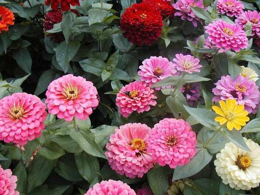 215 Zinnia Lilliput Zinnia Flower Seeds | www.seedsplantworld.com