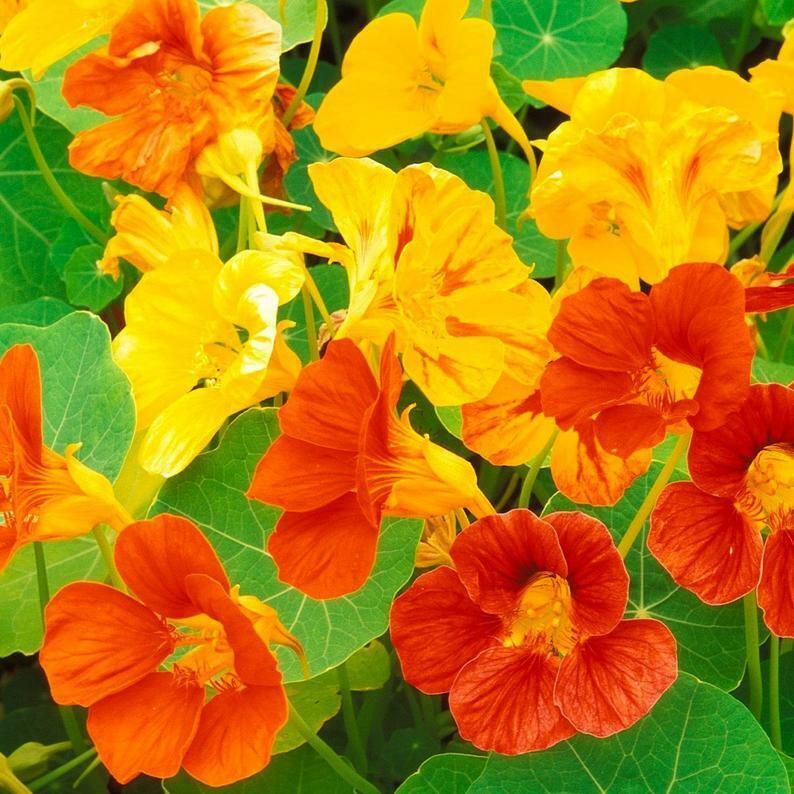 30 Ct Nasturtium Dwarf Jewel Mix Tropaeolum Edible Annual Flower Seeds | www.seedsplantworld.com