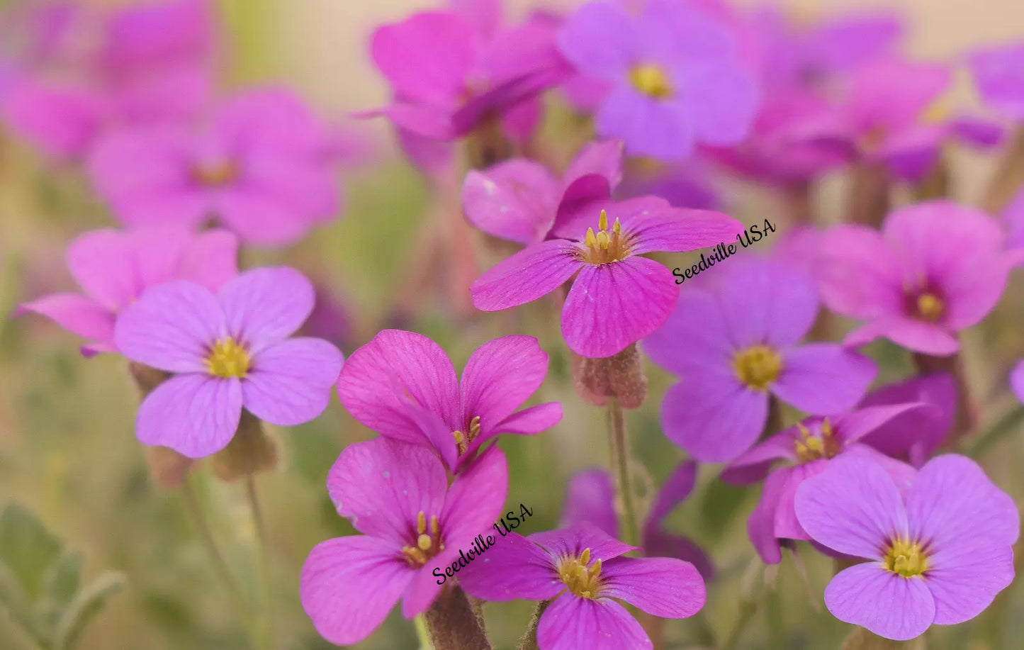 150 Spring Charm Rockcress Rose Rock Cress Arabis Arendsii Flower Mix Seeds | www.seedsplantworld.com