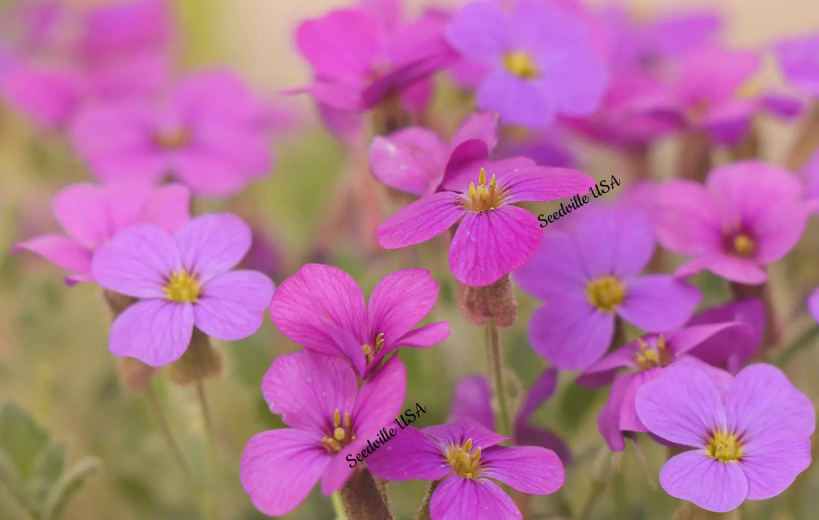 150 Spring Charm Rockcress Rose Rock Cress Arabis Arendsii Flower Mix Seeds | www.seedsplantworld.com