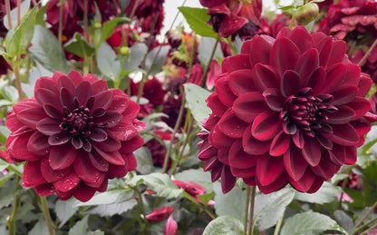 1 Arabian Night Large Decorative Dahlia Bulb Tuber Clump Bold Blackish Red Bulbs Plant