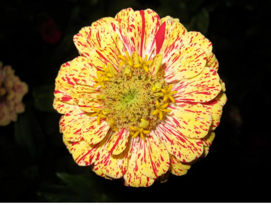 150 Candy Stripe Zinnia Mix Elegans Flower Seeds | www.seedsplantworld.com