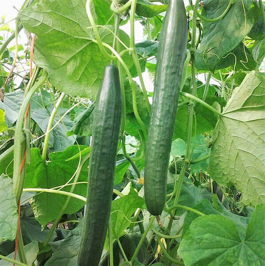 50+ Long Green Improved Cucumber Garden NON-GMO Vegetable Seeds | www.seedsplantworld.com