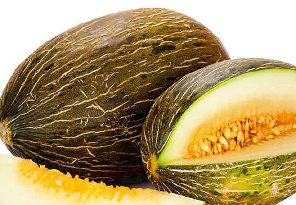 100 Piel De Sapo Melon NON-GMO Heirloom Fruit Seeds | www.seedsplantworld.com