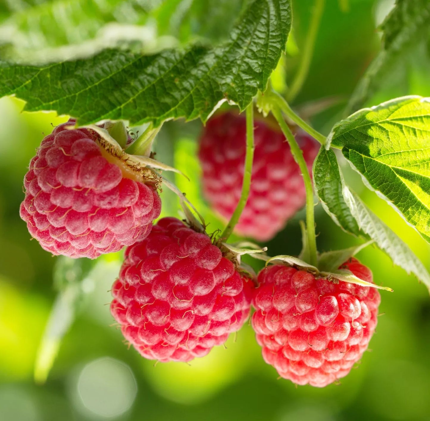 1 Gallon Potted Nova Red Raspberry Plant Non Gmo Fruit Plants