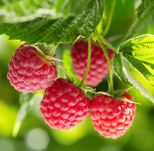 1 Gallon Potted Nova Red Raspberry Plant Non Gmo Fruit Plants