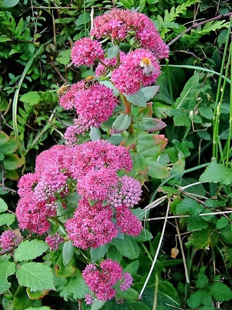 10 Emperor'S Wave Sedum Red Upright Telephium Succulent Flower Rock Garden Seeds | www.seedsplantworld.com