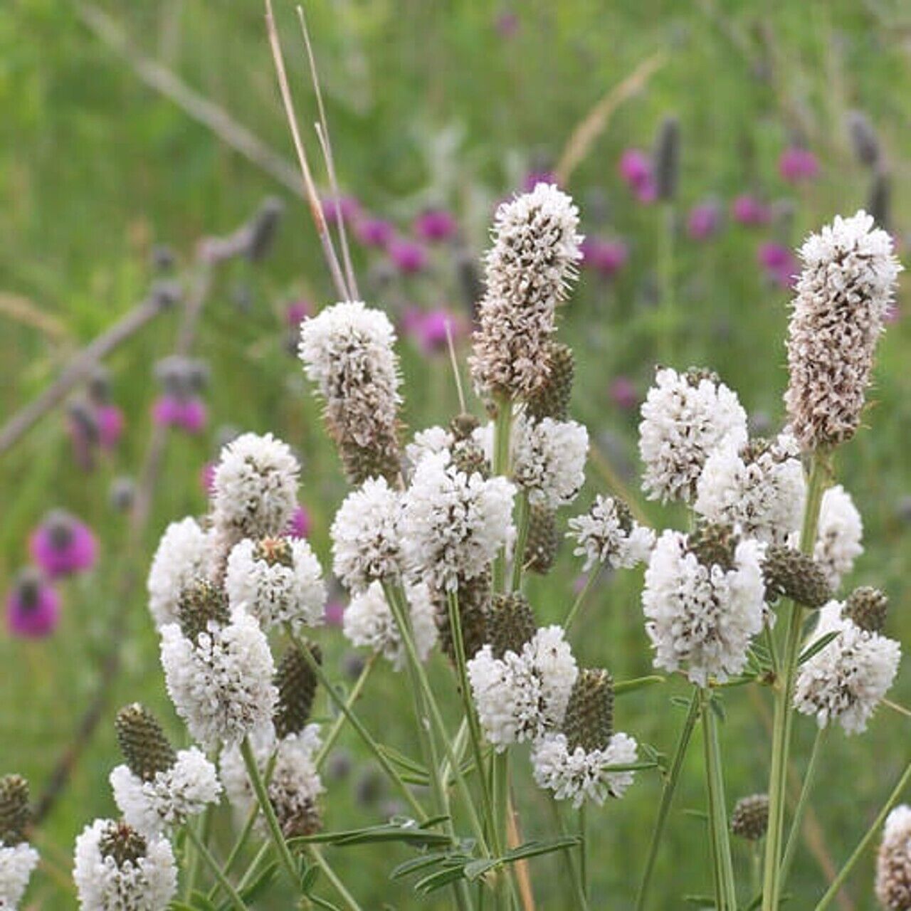 250+ White Prairie Clover Native Wildflower Flower Seeds | www.seedsplantworld.com