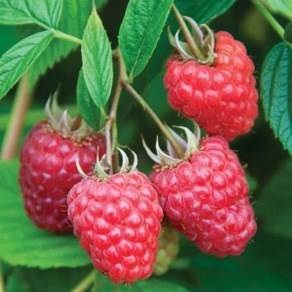 1 Joan J Everbearing Primocane Live Red Raspberry Plant (1-2 Yr Old) Fruit Plant