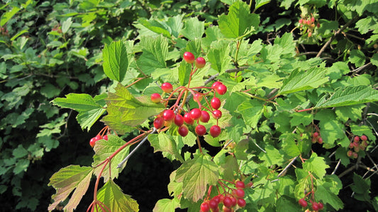 30 Cranberry American Highbush Berries Viburnum Trilobum Fruit Seeds | www.seedsplantworld.com