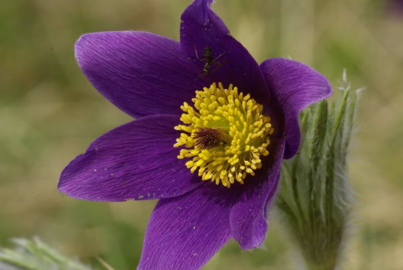 25 Violet Anemone Pulsatilla Vulgaris Purple Pasque Flower Seeds | www.seedsplantworld.com