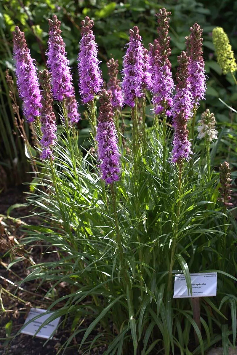 Liatris Spikata 100 Seeds | www.seedsplantworld.com