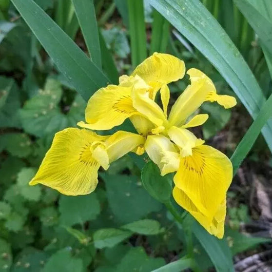 2 Rising Sun Ensata Japanese Iris Rhizomes Flowering Bare Root Perennial Rooted Plant | www.seedsplantworld.com