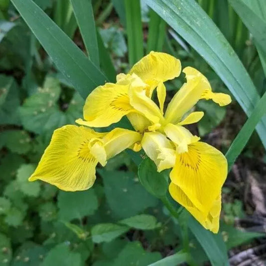 2 Rising Sun Ensata Japanese Iris Rhizomes Flowering Bare Root Perennial Rooted Plant | www.seedsplantworld.com