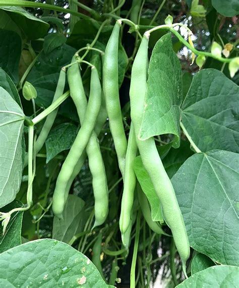 75 Ct Blue Lake Pole Bean Green Garden Heirloom NON-GMO Vegetable Seeds | www.seedsplantworld.com