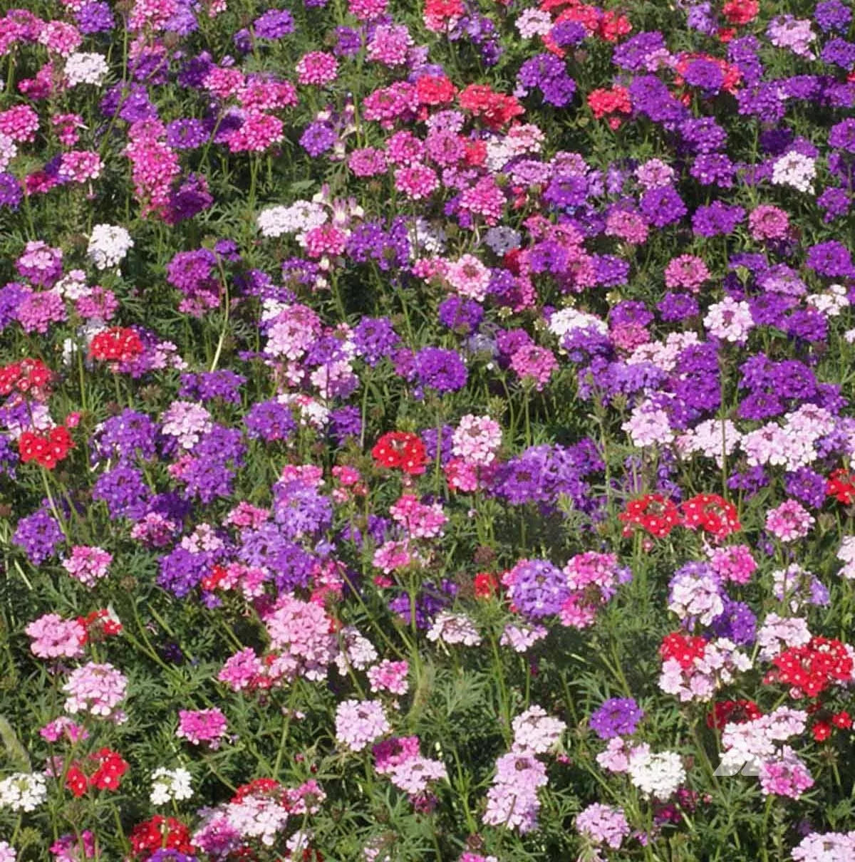 500 Groundcover Verbena Moss Mixed Colors Rock Gardens Perennial Non-Gmo Seeds For Planting | www.seedsplantworld.com