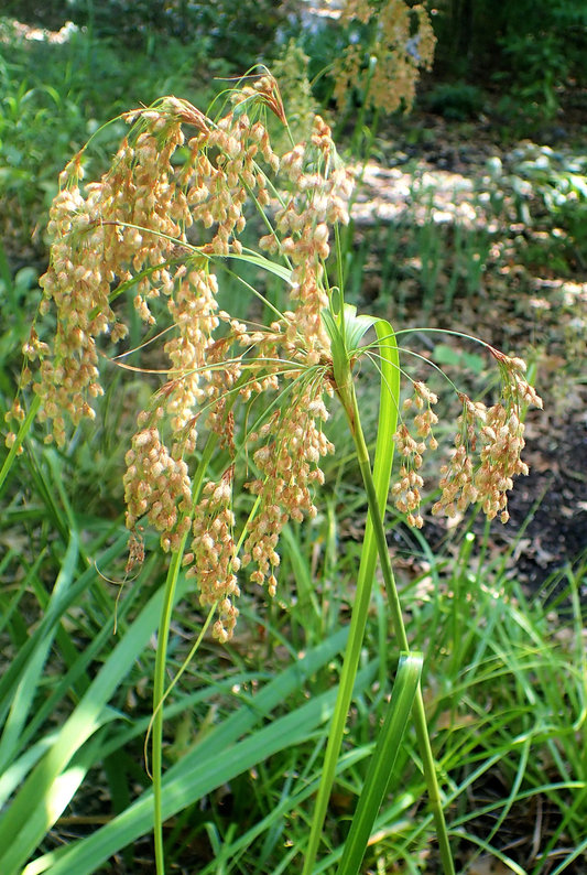 1000 Woolgrass Scirpus Cyperinus Cottongrass Ornamental Wetland Grass Seeds | www.seedsplantworld.com