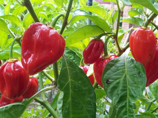 25 Habenero Hot Pepper Seeds Non-Gmo Heirloom Vegetable Seeds