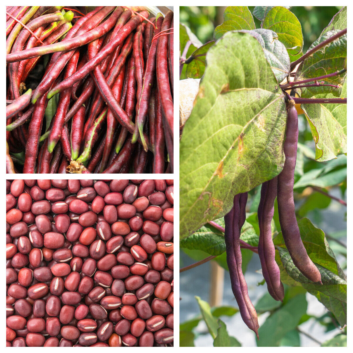 100 Red Ripper Cowpea Southern Cow Pea Vigna Unguiculata Bean Vegetable Seeds | www.seedsplantworld.com