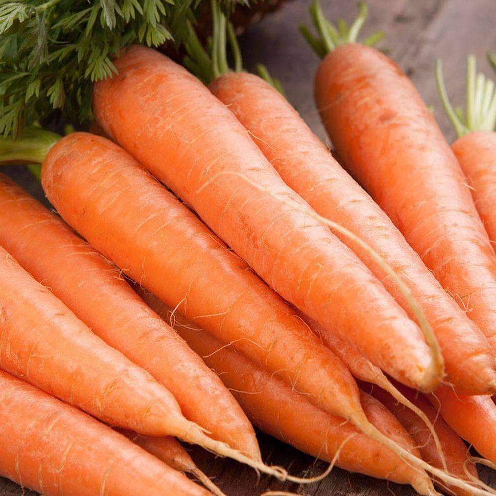 1000+ Scarlet Nantes Carrot Garden NON-GMO Vegetable Seeds | www.seedsplantworld.com