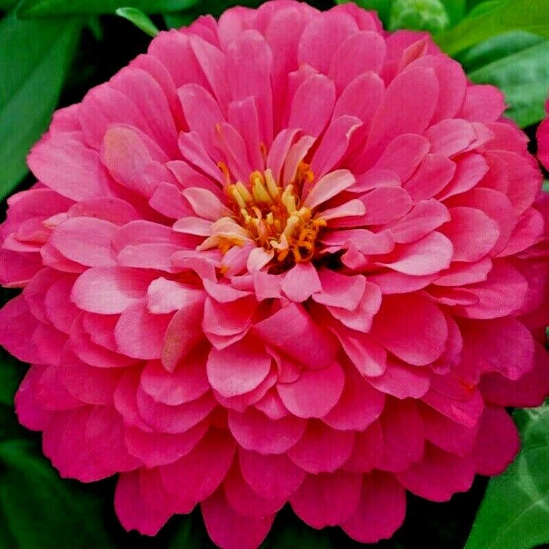 300 Pink Zinnia Flower Seeds