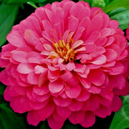 300 Pink Zinnia Flower Seeds