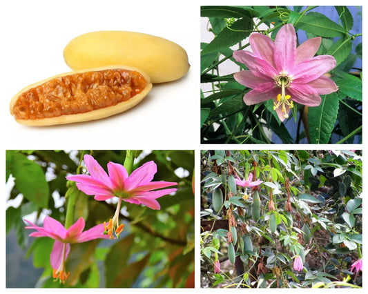 10 Banana Passion Fruit Pink Flower Passiflora Mollissima Yellow Vine Seeds | www.seedsplantworld.com