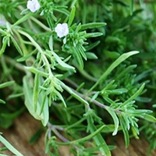 1200 Summer Savory Seeds (Satureja Hortensis) Culinary And Medicinal Herb Seeds