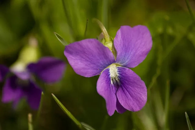 100 Prairie Violet Purple Viola Coastal Larkspur Pedatifida Palmata Flower Seeds | www.seedsplantworld.com