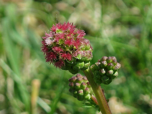 25+ Salad Burnet Small Sanguisorba Minor Flower Forage Herb Seeds | www.seedsplantworld.com