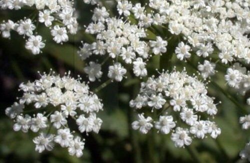 135 Anise Licorice Plant Flower Seeds | www.seedsplantworld.com