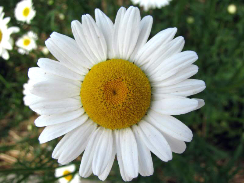 2000 Ox Eye Daisy Marguerite Chrysanthemum Leucanthemum Flower Seeds | www.seedsplantworld.com